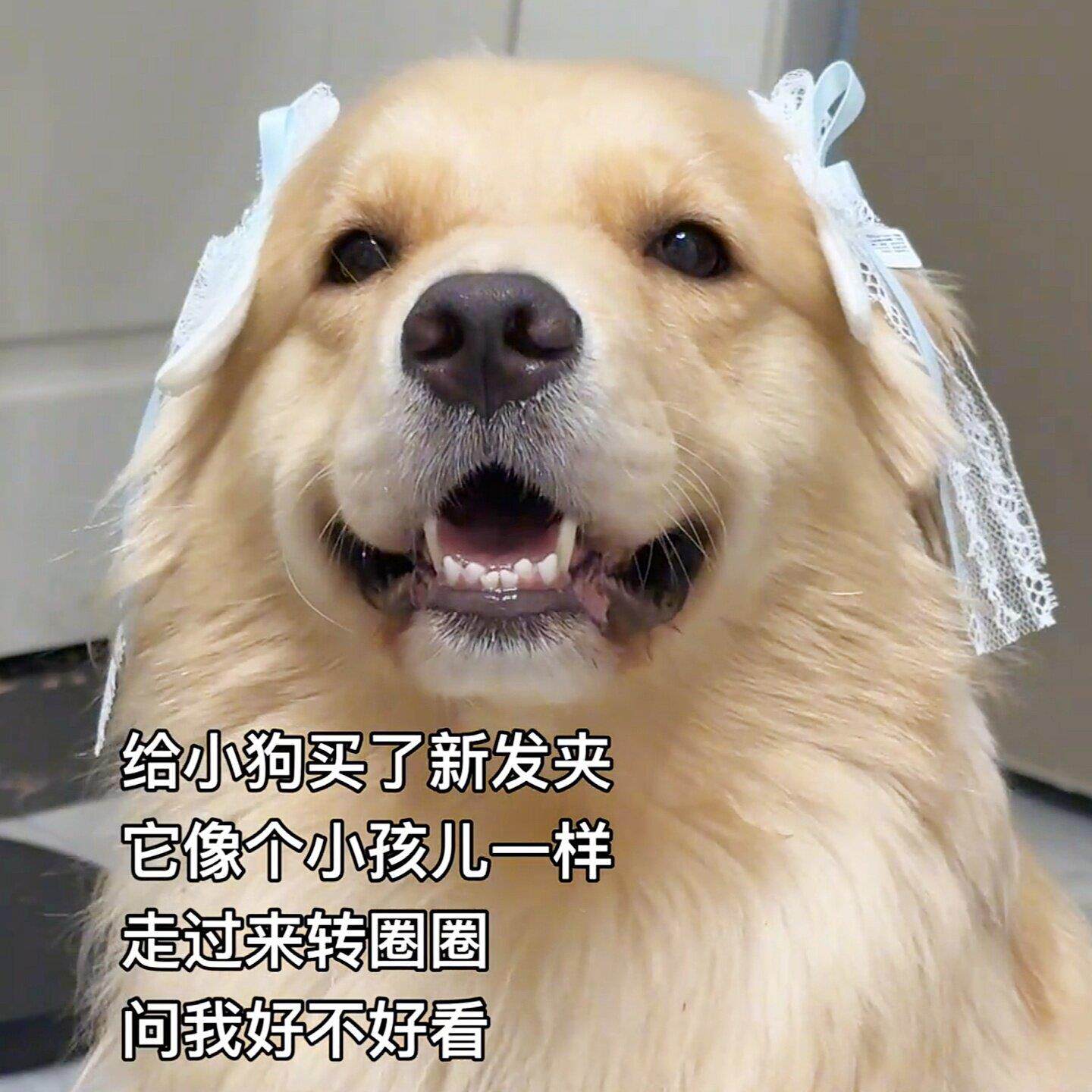 蝴蝶结狗狗宠物发夹金毛泰迪耳朵发饰可爱不夹毛迷你小狗漂亮发卡