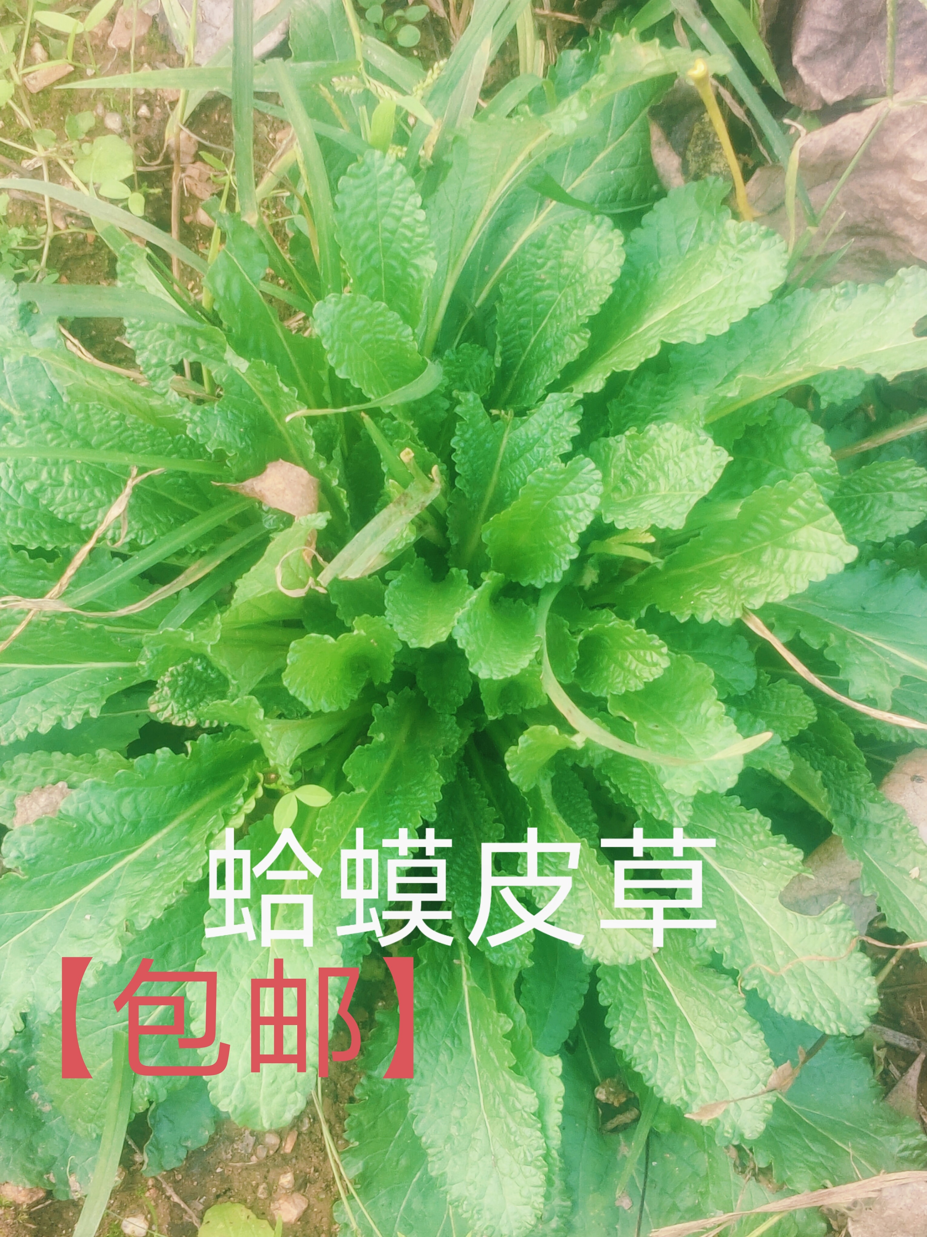 2024年新货癞蛤蟆草新鲜现挖荔枝草皱皮菜青蛙草蟾蜍草雪见草