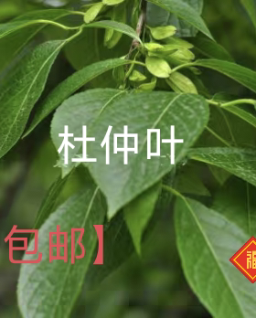 中药材杜仲树叶子杜仲叶新鲜野生泡水正品无杂无硫包邮