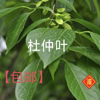中药材杜仲树叶子杜仲叶新鲜野生泡水正品无杂无硫包邮