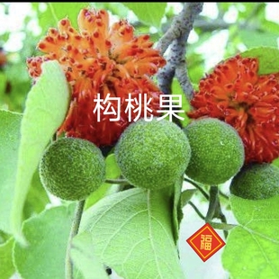 构桃果实野生楮桃子干货构树果野生构树子构树果泡酒包邮