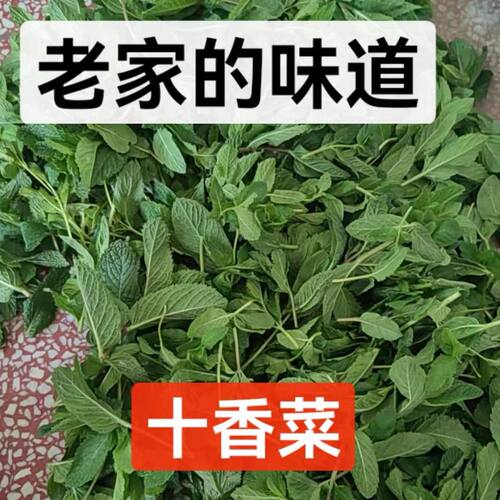 新鲜十香菜现挖现发正宗农家自种新鲜蔬菜小叶十香菜