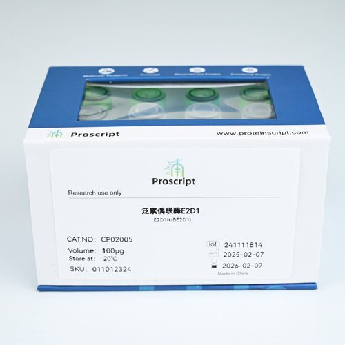 Recombinant Human Ubiquitin Conjugating  Enzyme E2D1 CP02005