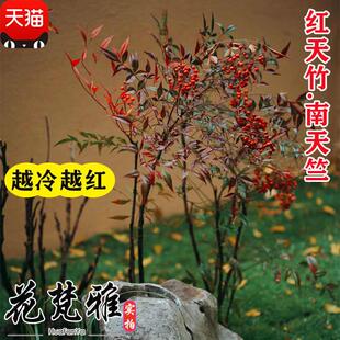 丛生老桩南天竹树苗红天竺小苗盆景竹子盆栽阳台绿植火焰红南天竺