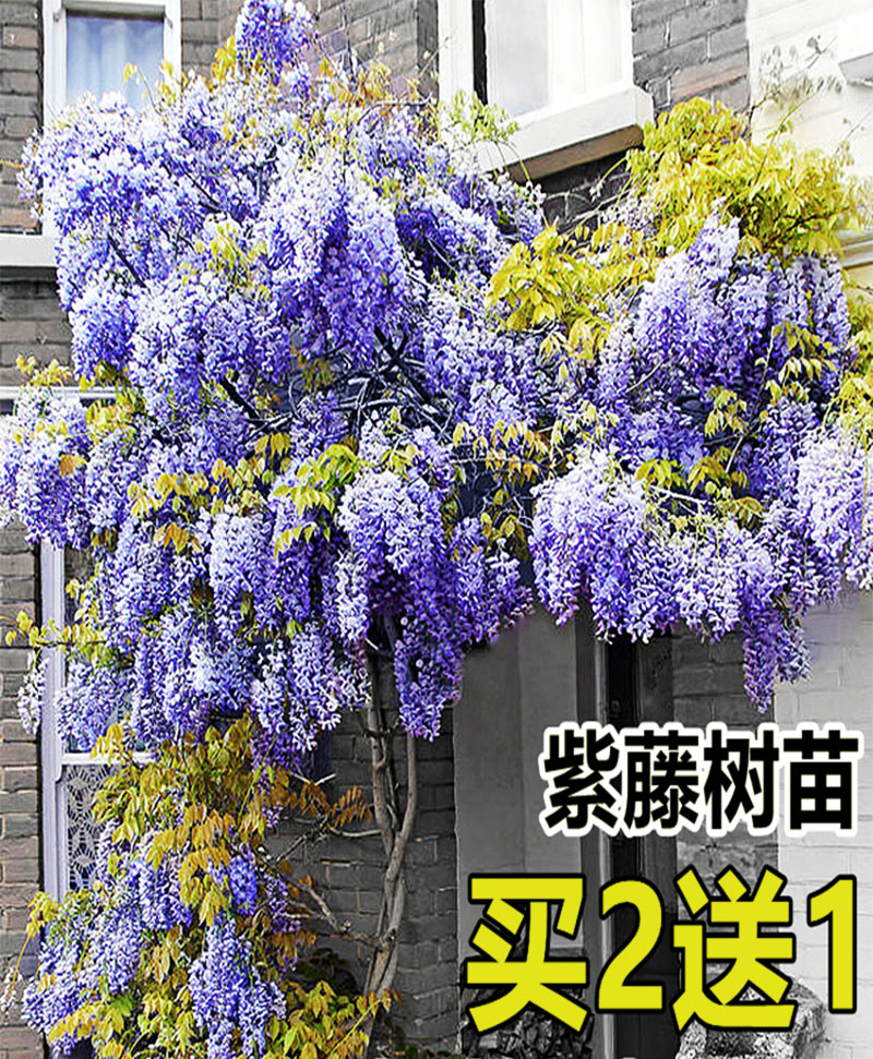紫藤花树苗爬藤花卉围墙植物庭院四季紫玉藤普罗旺斯黑龙阳台夏季
