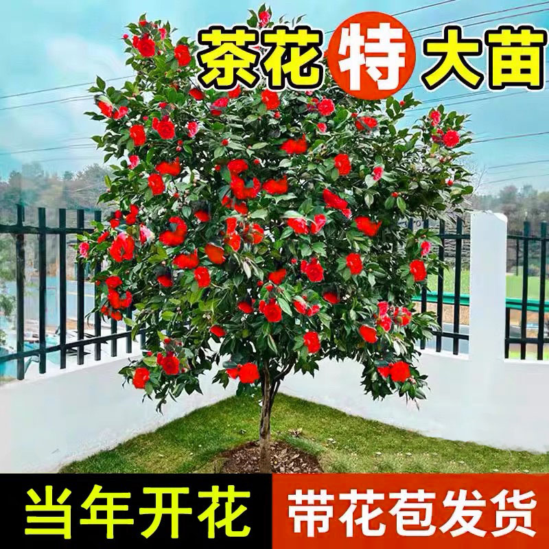 现挖现发原土球发货