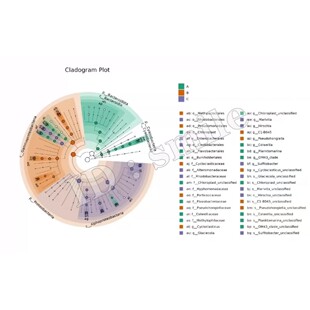 python文本分析主题分析LDA主题模型bertopic主题演化主题聚类