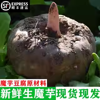 秦岭高山现挖新鲜生魔芋正宗农家自种制作魔芋豆腐原材料10斤