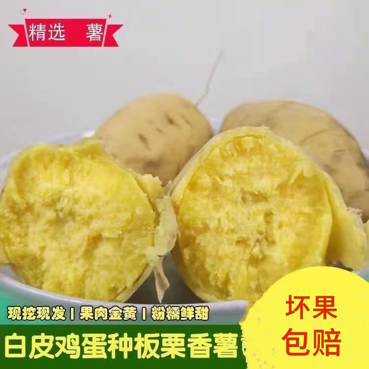 白皮黄心板栗薯正宗潮汕板栗番薯新鲜现挖农家自种鸡蛋薯粉糯香甜