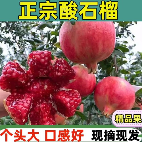 现摘酸甜红石榴孕妇爱吃的新鲜水果云南蒙自建水老品种酸石榴9斤