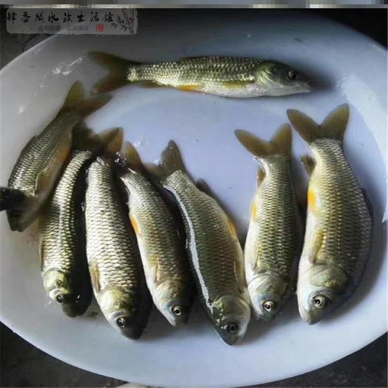 草鱼苗淡水 养殖一斤红鲤鱼小活鱼食用胖头鱼苗大头