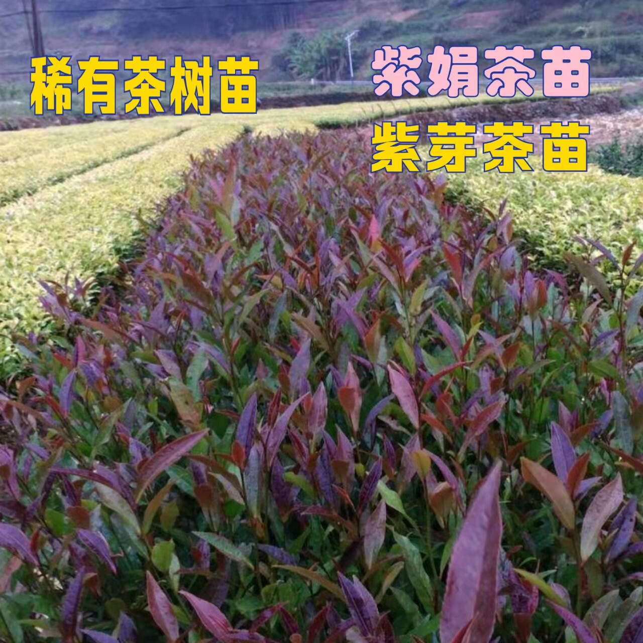 乔木云南紫娟茶苗小树盆景图片