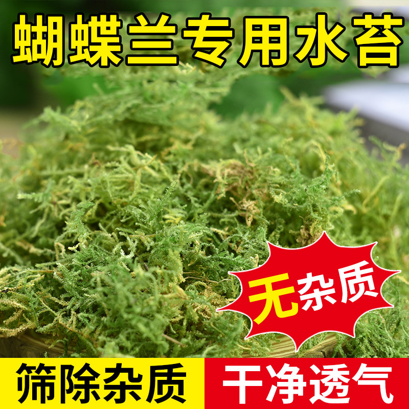 水苔蝴蝶兰专用纯天然干苔藓兰花石斛种植营养土青苔爬宠乌龟垫材