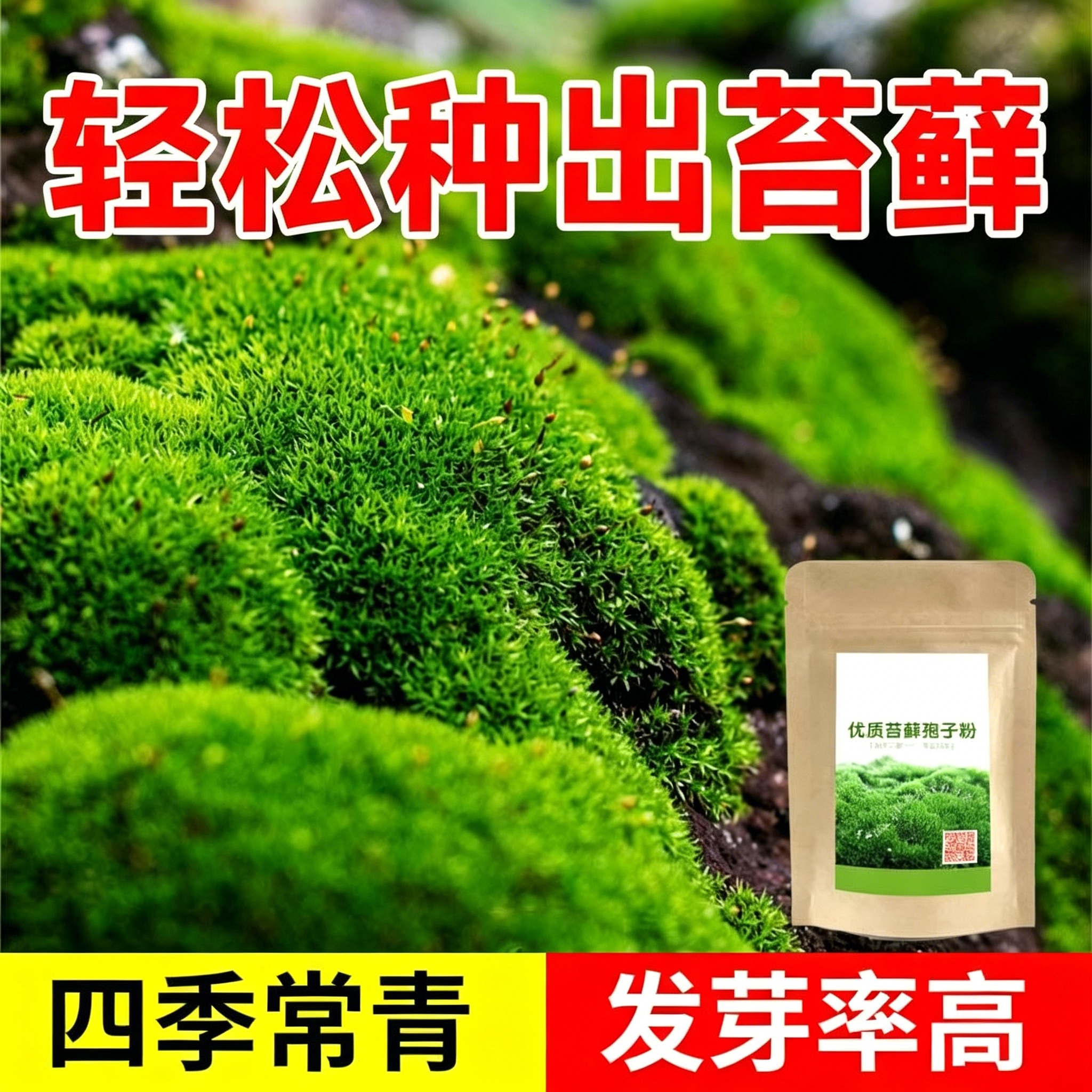 苔藓孢子粉种子上水石吸水石盆景盆栽青苔微景观鲜活植物种籽铺面