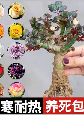 玫瑰花树苗老桩月季花苗灌木大花盆栽室内外开特大花浓香老根绿植