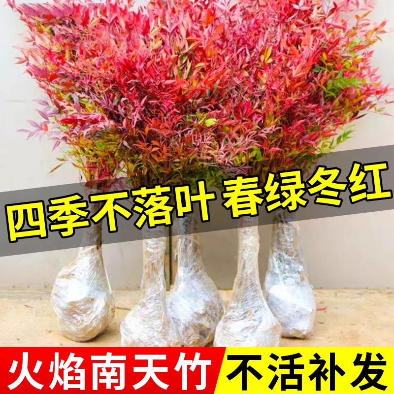 火焰南天竹盆栽客厅树苗植