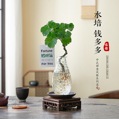 水培圆叶福禄桐钱多多盆栽