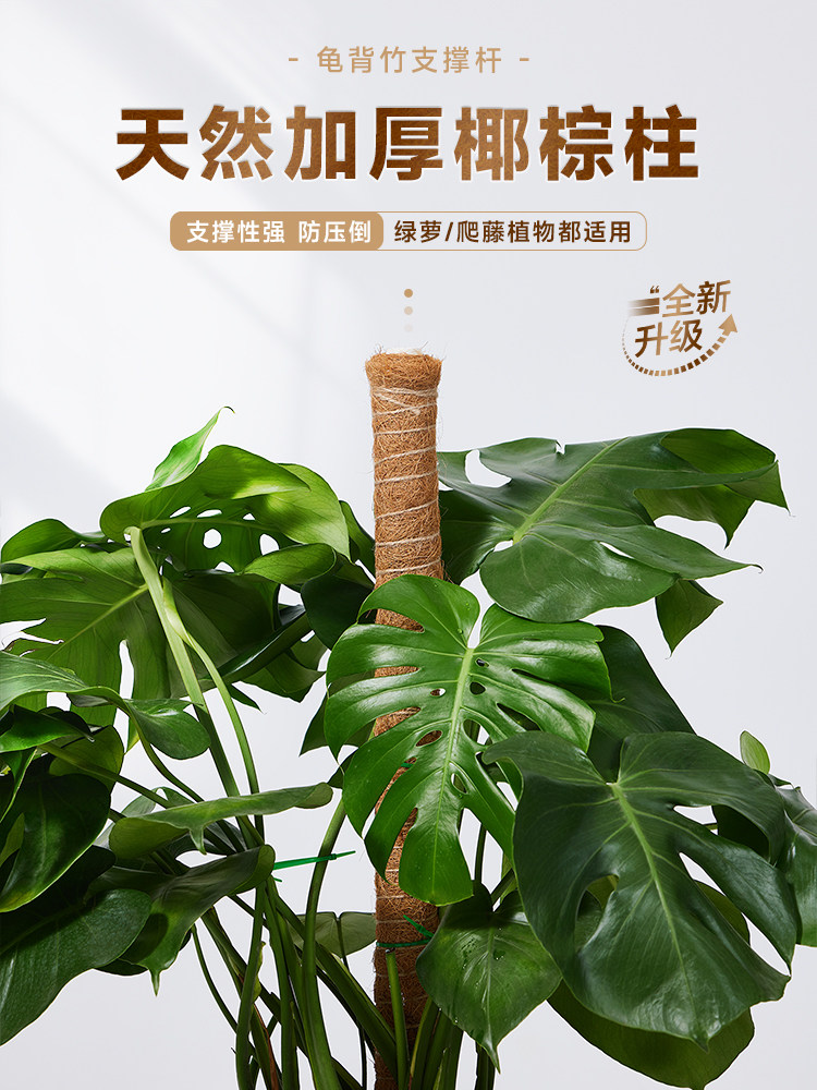 龟背竹支撑杆植物绿箩爬上神器棕棒椰棕柱盆栽绿萝花架子攀爬藤杆
