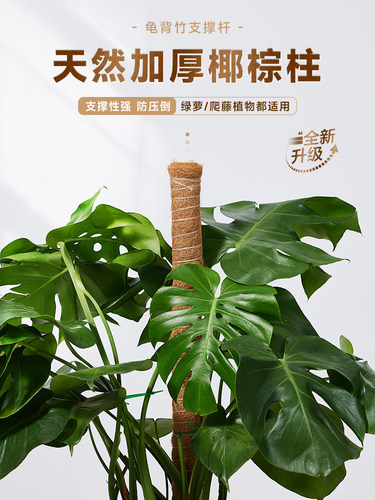 龟背竹支撑杆植物绿箩爬上神器棕棒椰棕柱盆栽绿萝花架子攀爬藤杆