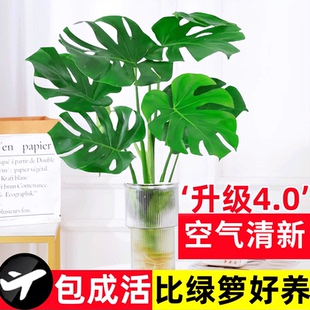 龟背竹水培植物盆栽老桩办公室内花卉绿植天堂鸟新房花卉盆栽桌面