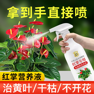 红掌专用营养液免稀释黄叶专用肥料粉掌水培盆栽火鹤花开花肥