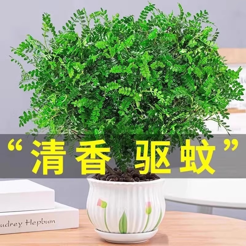 香水米兰花盆栽树苗带花苞花卉绿植室内客厅阳台驱蚊植物
