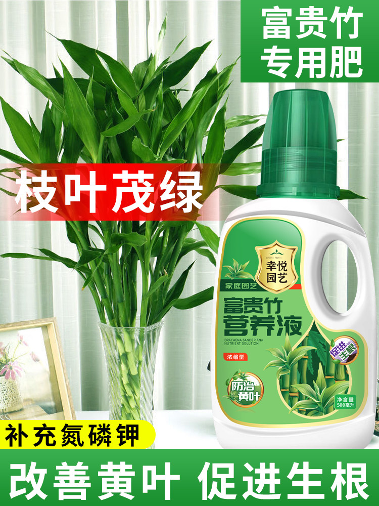 富贵竹专用营养液治黄叶促生根转运竹龙竹观音竹水培植物专用花肥