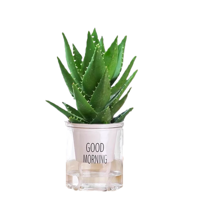 【好养易活】芦荟盆栽室内净化空