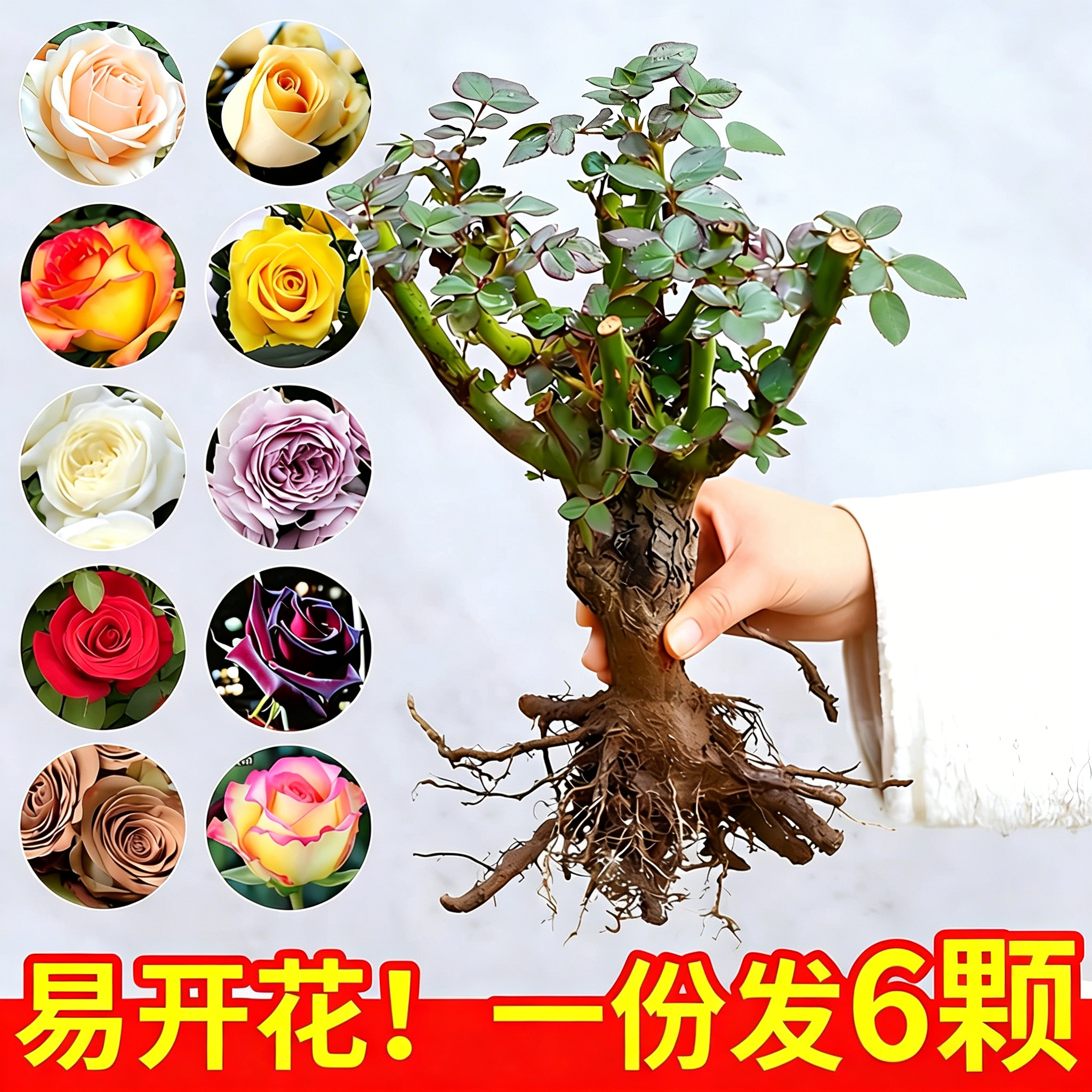 玫瑰花苗盆栽树苗老桩特大花室内外耐寒浓香蔷薇月季花卉开花夏季