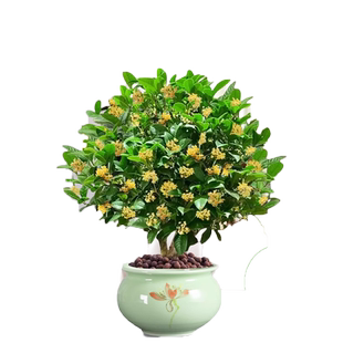桂花树苗四季桂盆栽可食用开花不断室内阳台庭院浓香型花卉植物