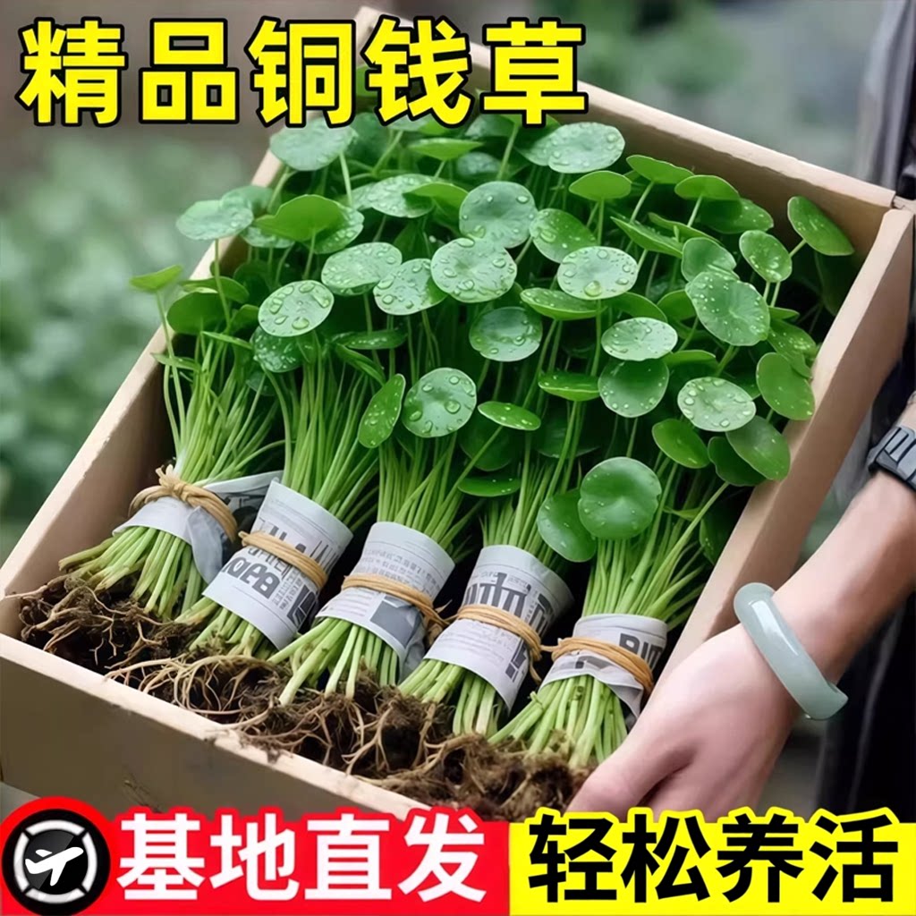 带叶铜钱草小绿植水培植物四季好养土培室内盆栽大叶金钱草铜钱草