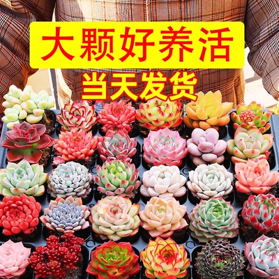 【大颗好养】精品罕见多肉植物