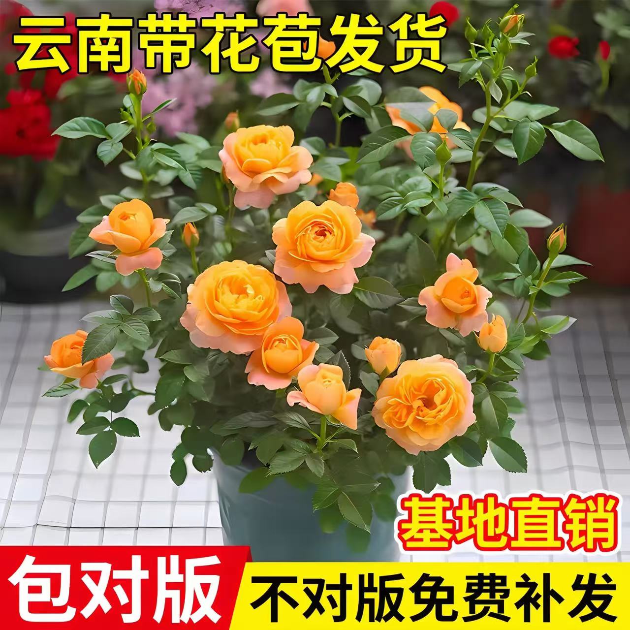 【种植简单】玫瑰花苗特大花