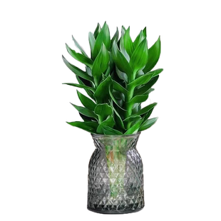 观音竹富贵竹水培植物带根花卉绿植绿萝室内盆栽转运竹子水养好养