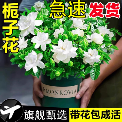 栀子花盆栽花卉植物室内水培绿植四季好养茉莉花九里香开花蝴蝶兰