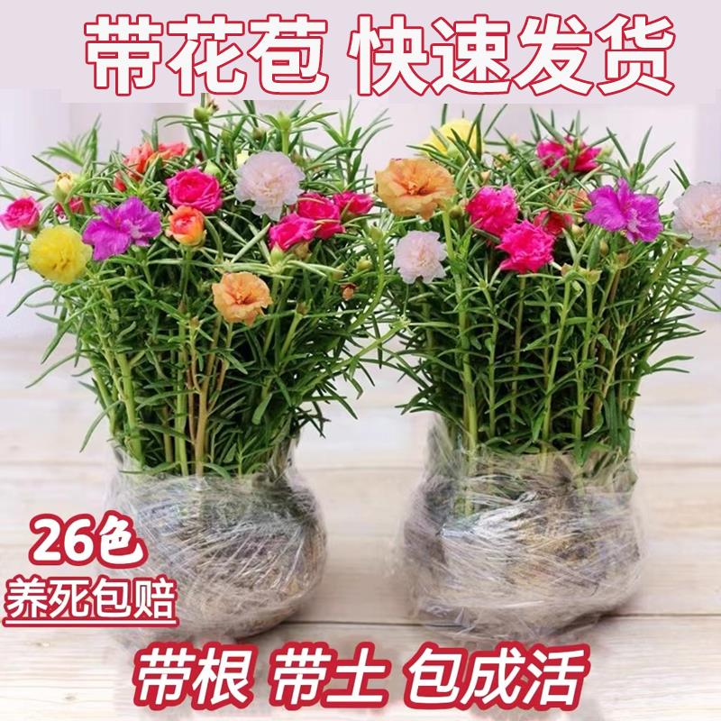 重瓣太阳花苗宿根混色植物绿植花