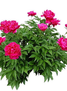 【带芽发货】重瓣芍药花苗