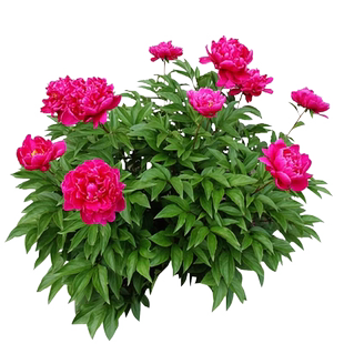 重瓣带芽芍药花苗种根夏季开花根块阳台盆栽庭院鲜花绿植花卉植物