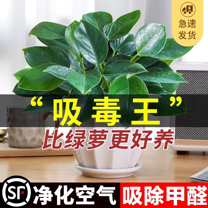 金钻盆栽绿萝箩室内植物