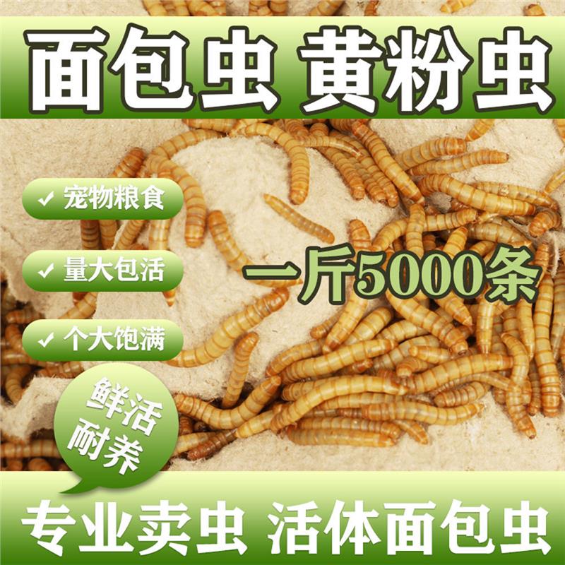 面包虫活体 黄粉虫活虫 鹦鹉鱼 金龙鱼 乌龟 画眉鸟石蛙饲料包邮