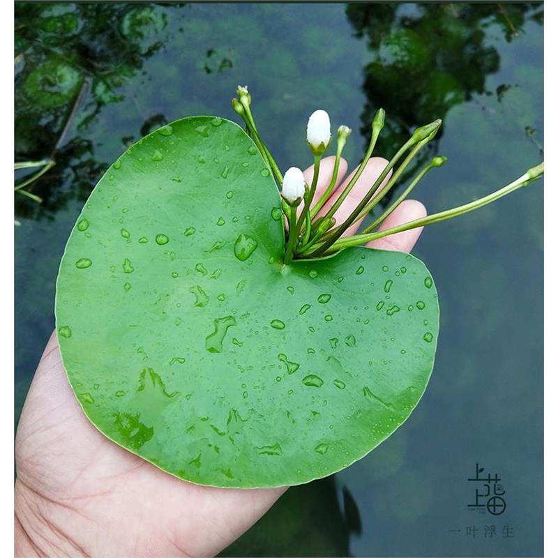一叶莲无土水生水培植物水生池塘