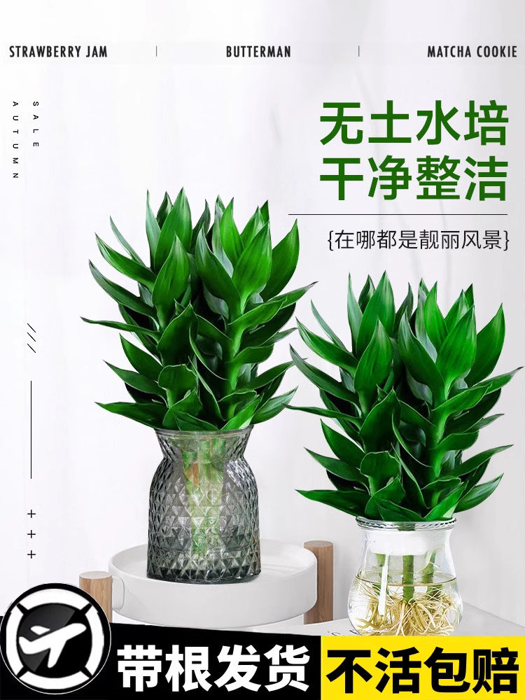 观音竹富贵竹水培植物带根花卉绿植绿萝室内盆栽转运竹子水养好养