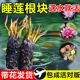 睡莲水培植物带花苞四季 水养荷花水莲花盆栽花卉水池塘大睡莲根块