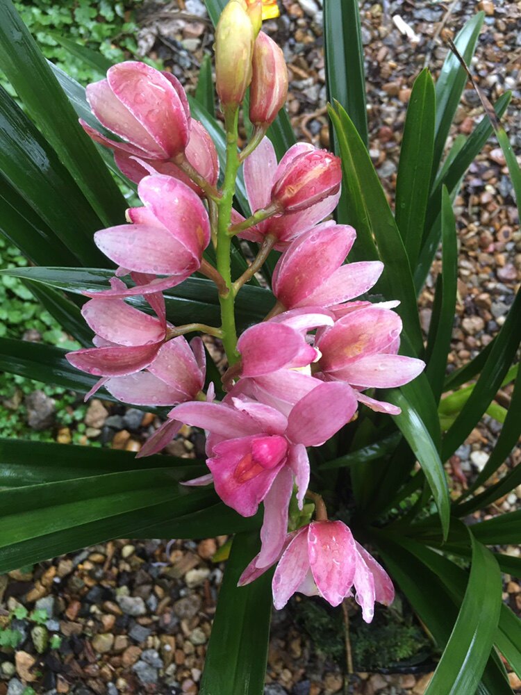 蕙兰盆栽粉色樱花兰花苗艺草客厅室内花卉绿植