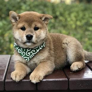 日式 手工口水巾柴犬专用唐草纹三角巾宠物狗狗幼犬小领巾围巾围脖