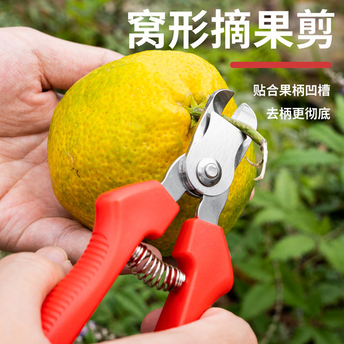 不锈钢窝型摘果剪番茄苹果专用剪橘子采摘剪水果果柄凹形修枝剪