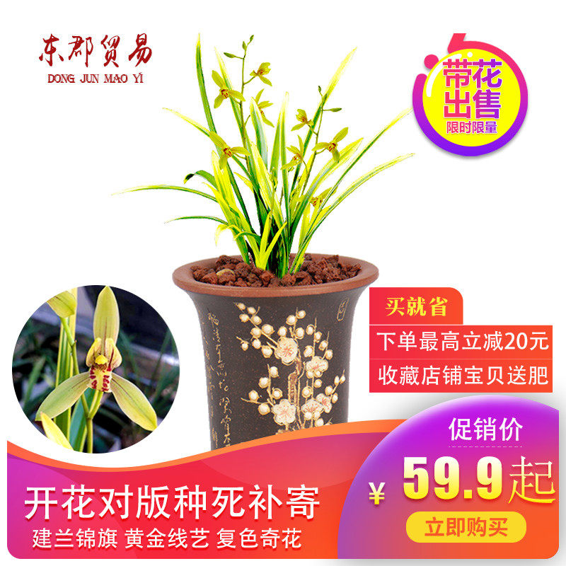 建兰四季兰花苗精品 锦旗兰花苗带花苞 黄金鹤艺花卉盆栽品种大全
