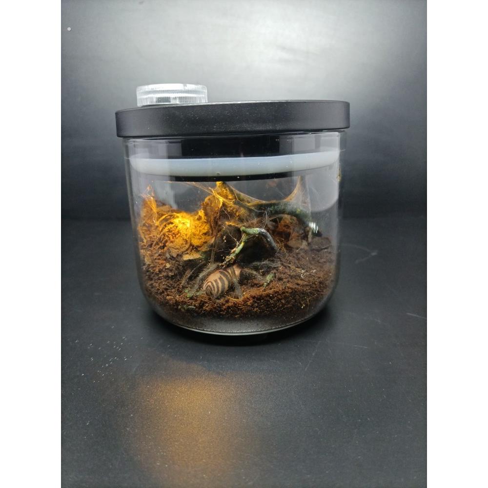 蜗牛生态盒玻璃罐地栖爬虫饲养低龄蝎子蜈蚣粉趾蜘蛛鸣虫蟋蟀螽斯