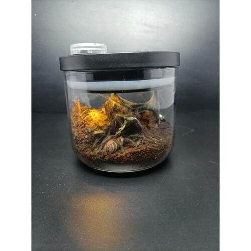 蜗牛生态盒玻璃罐地栖爬虫饲养低龄蝎子蜈蚣粉趾蜘蛛鸣虫蟋蟀螽斯