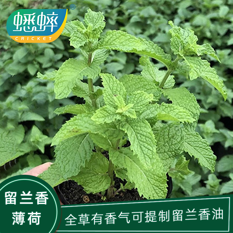 留兰香绿薄荷苗种籽种子驱蚊虫四季农家薄荷盆栽可食用薄荷种孑
